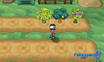 Gua Pokmon XY
