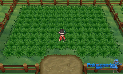 Gua Pokmon XY