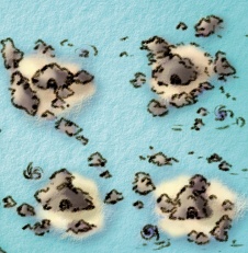 Ruta 41