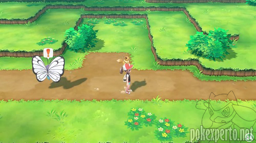 Pokmon acompaantes