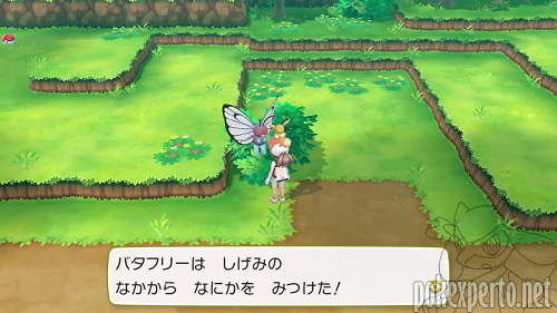 Pokmon acompaantes