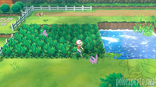 Pokmon salvajes